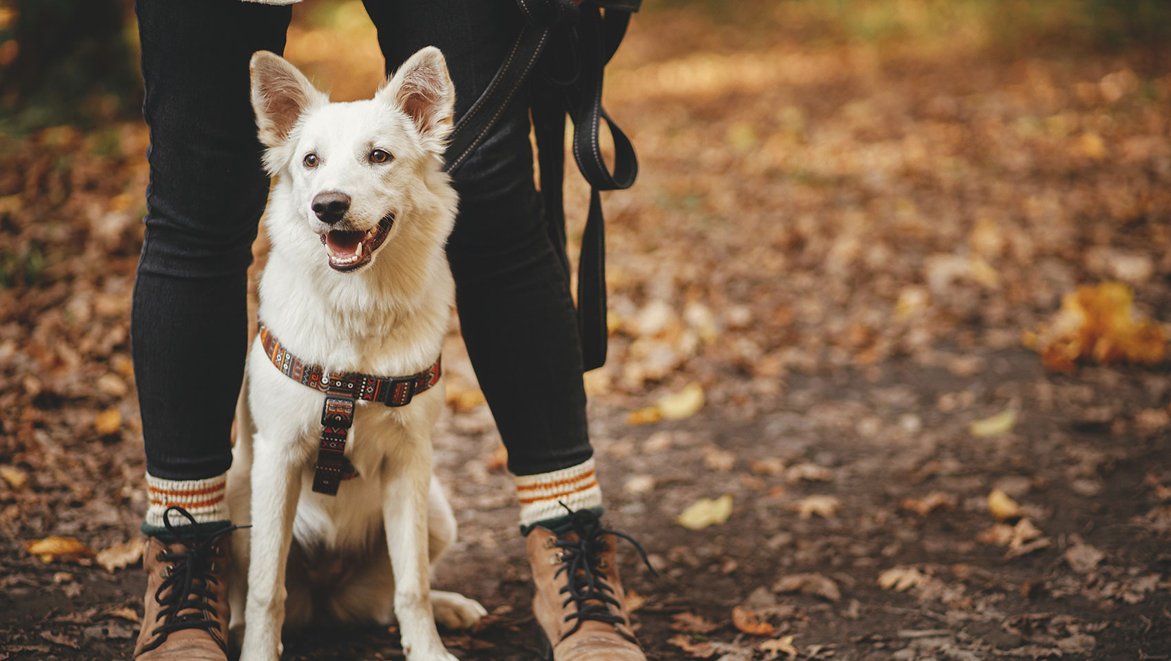 white dog hiking