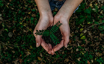 plant and soil being held in hands