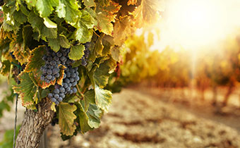 Ripe dark grapes hang from a vine with green and autumn leaves, bathed in golden sunlight over a blurred vineyard